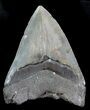 Fossil Megalodon Tooth - Georgia #76519-2